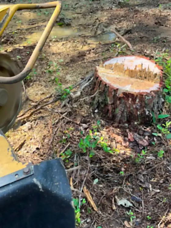 Ground-out stump beside the grinder shield, fresh wood chips around it