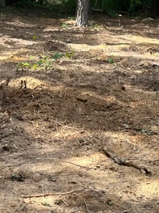 Wide patch of ground where a stump used to be, covered in chips