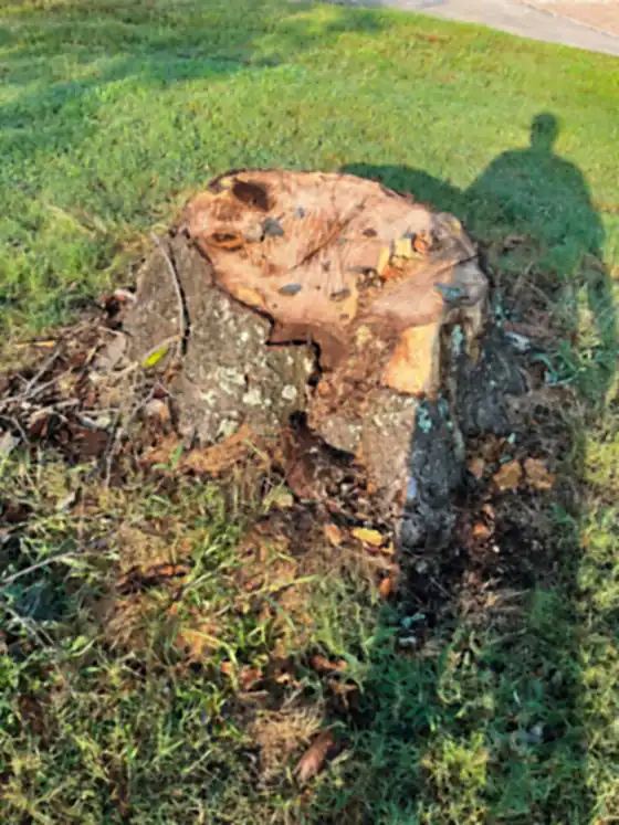 Large hardwood stump with a hollow centre, still in the ground