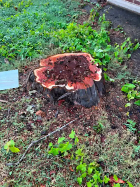 Big stump with a dark red-brown cut face surrounded by ivy