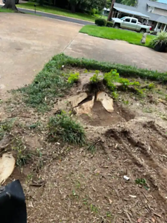 Stump ground out at the edge of a driveway next to the kerb