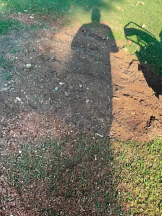Fresh grindings spread over bare soil