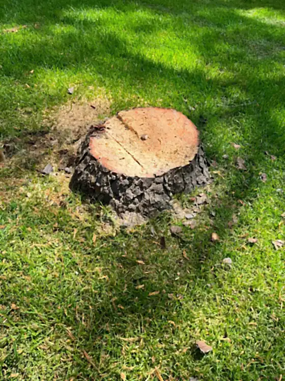 Clean sawn stump standing in a green lawn before grinding