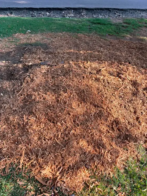 Close view of a pile of orange pine grindings