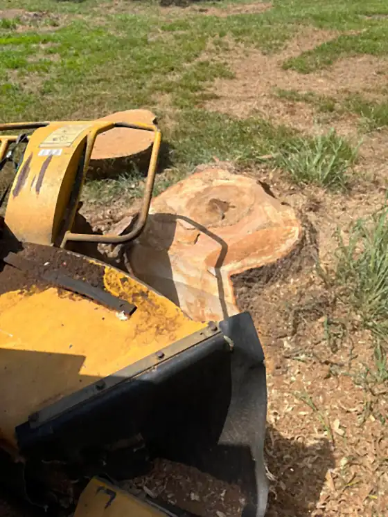 The grinder working at a freshly cut light-coloured stump