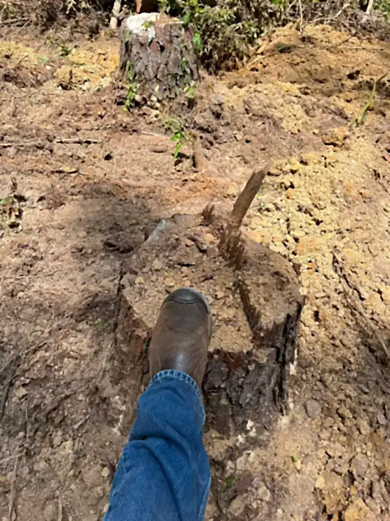 A work boot beside a ground-out stump, showing how far below grade the cut goes