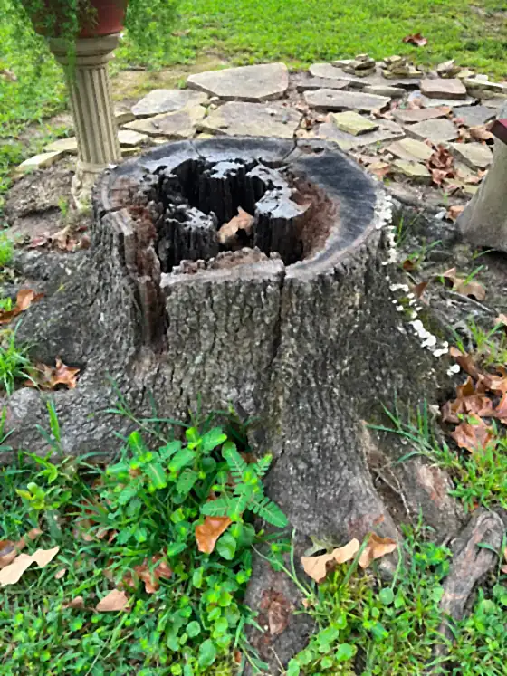 Hollow burnt stump wedged against patio stone and landscaping