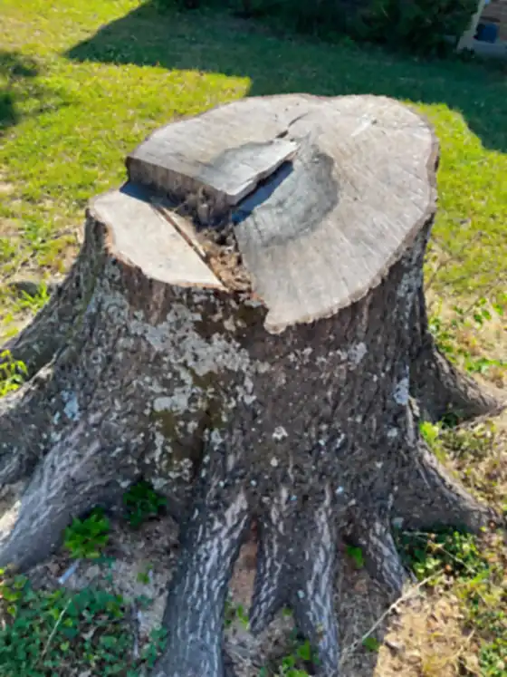 Large oak stump with a sawn top, before grinding