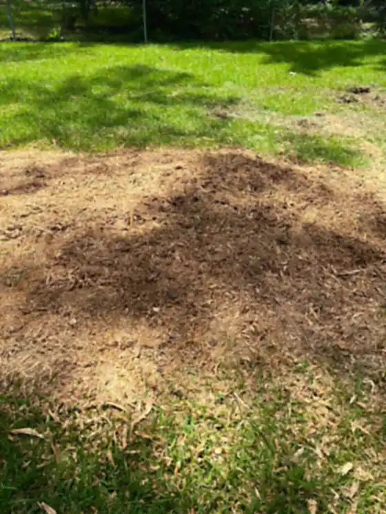 Lawn with the stump ground out and the grindings raked back