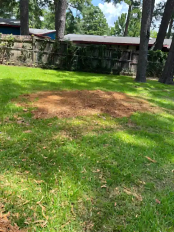Ground-out stump area on a lawn beside a wooden fence