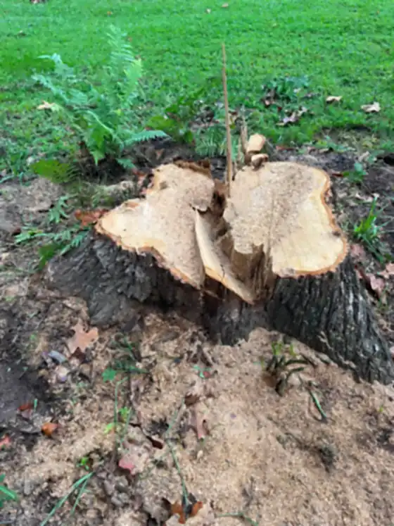 Freshly cut pale stump surrounded by ivy