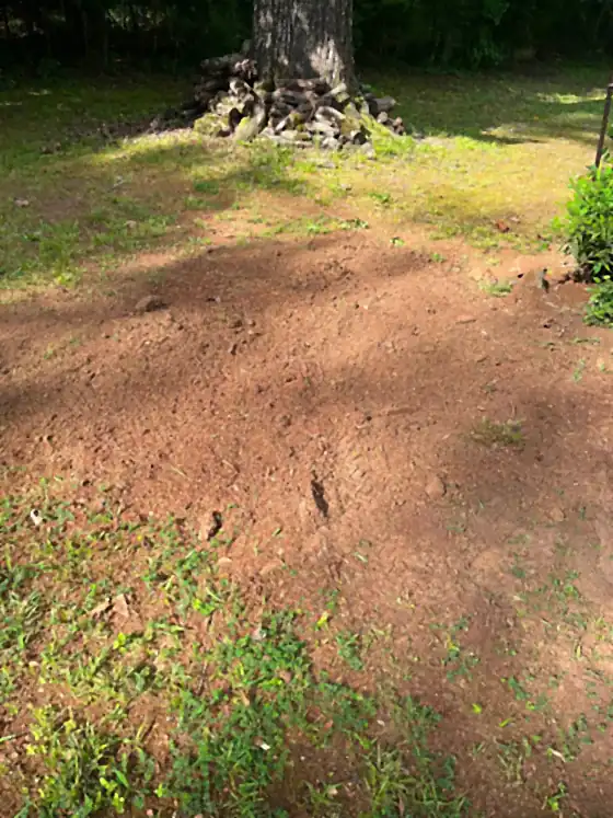 Ground-out stumps under pine trees with a log pile behind