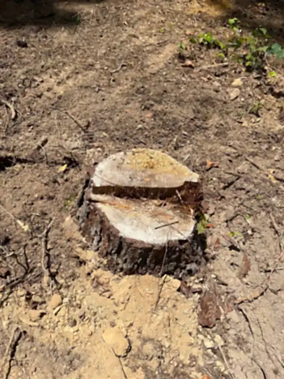 Low sliced stump sitting in bare soil part way through the job