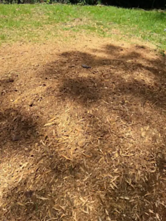 Shaded lawn with the grindings spread level