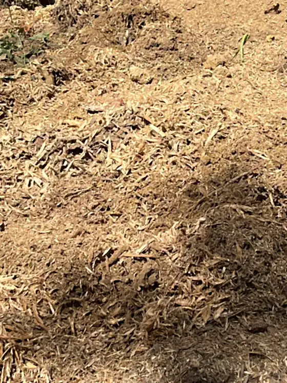 Close texture of fresh wood grindings