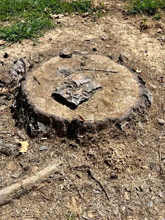 Large flat-cut stump with a piece of metal embedded in the wood