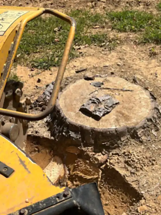 The grinder set up against a large stump