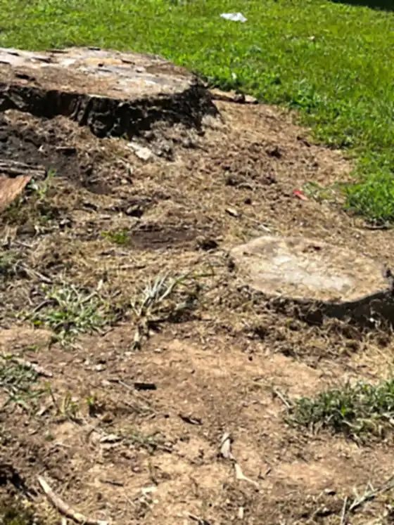 Two stumps ground out flush in a lawn