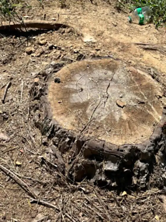 Large sawn oak stump waiting to be ground