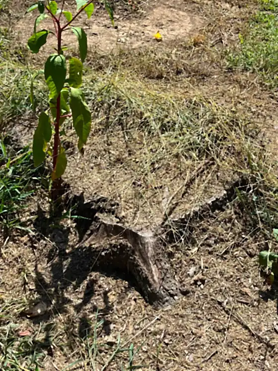 An old stump with fresh shoots growing out of it
