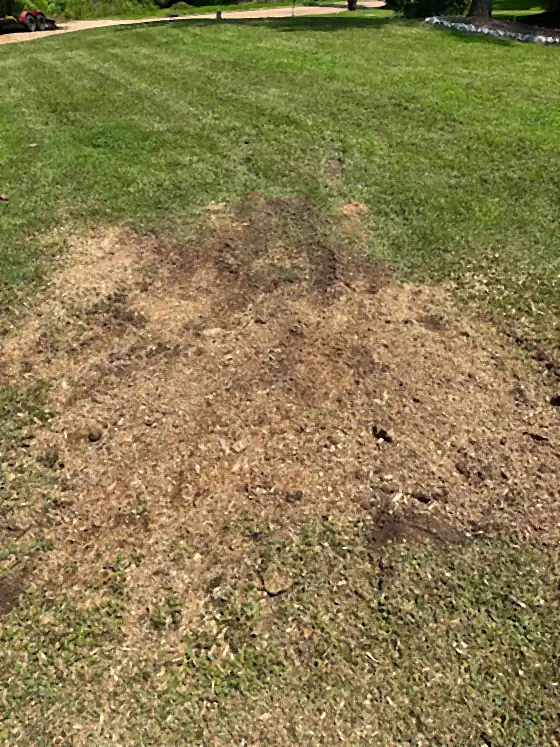 A tidy mown lawn with barely a trace of where the stump was