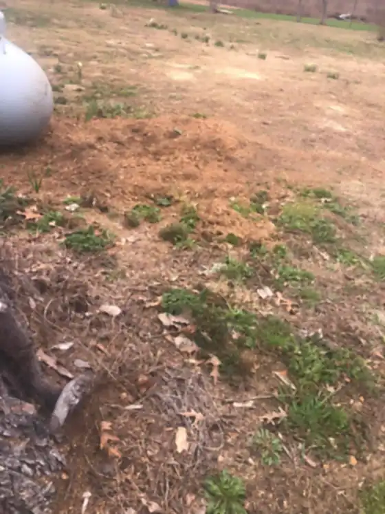 Stump ground out beside a propane tank