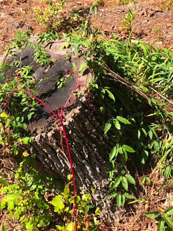 A stump marked with red flagging tape before grinding