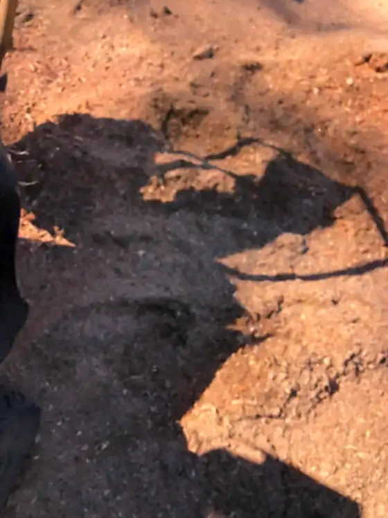 Ground-out stump with a long shadow across it