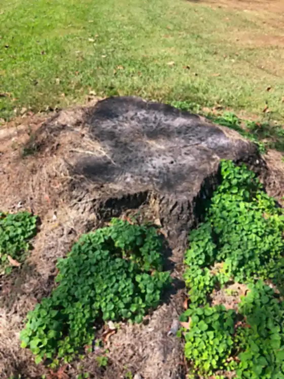 Blackened burnt stump growing over with clover