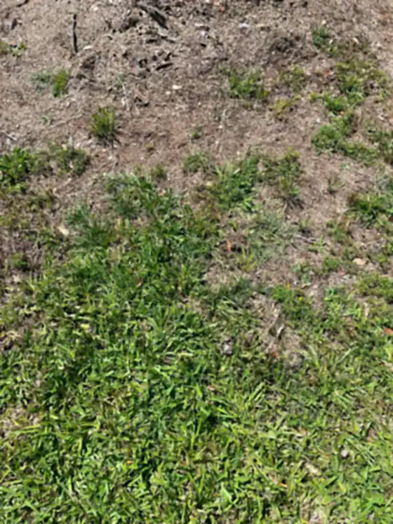 Grindings blending back into the surrounding grass