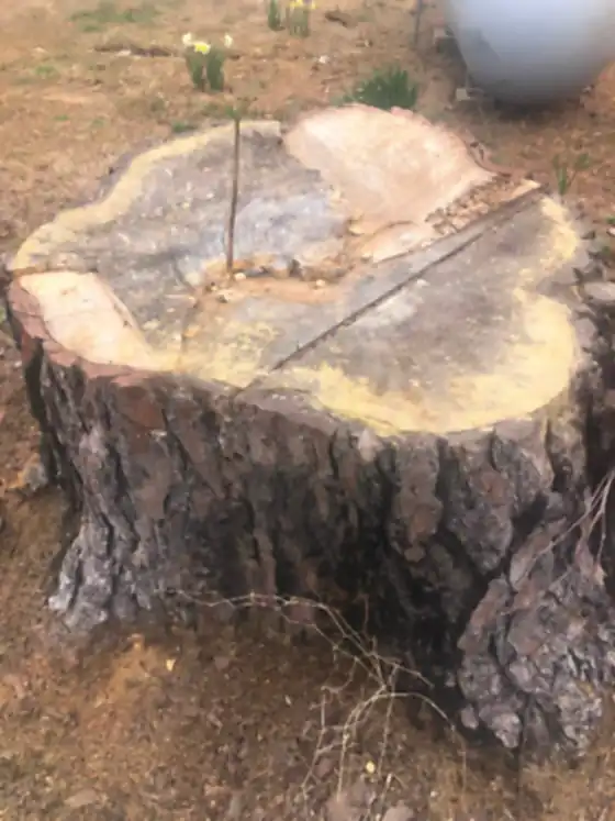 Large clean-cut stump standing close to a propane tank