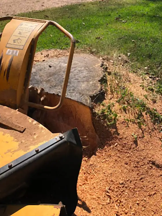 The grinder working a stump on a slope at the edge of a lawn