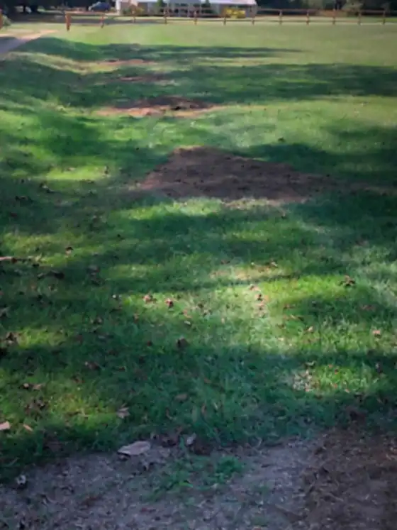 Lawn beside a fence line with the stump ground out