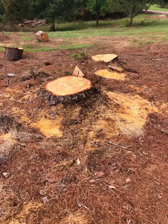 Several cut stumps and heavy grindings across one property