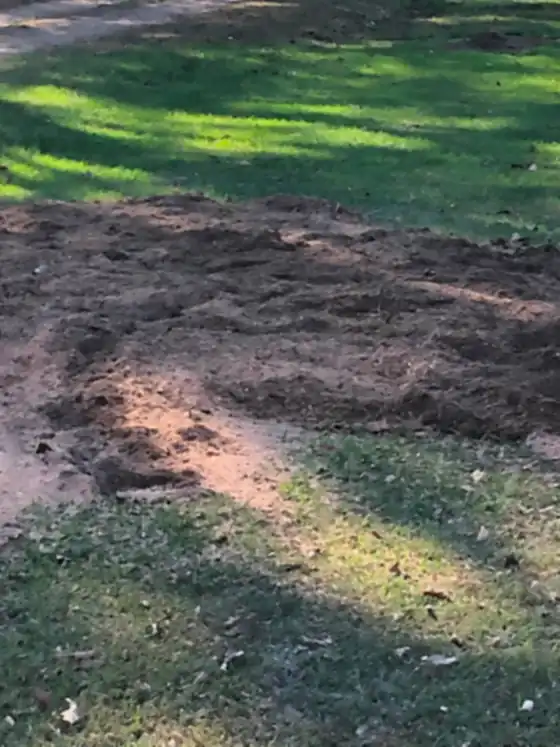 Ground-out stump area on a lawn under dappled light