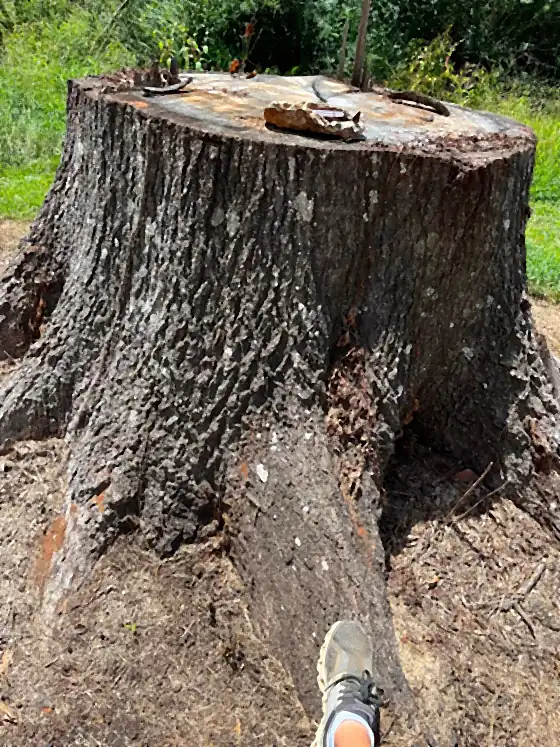 A very large hardwood stump with a boot beside it for scale